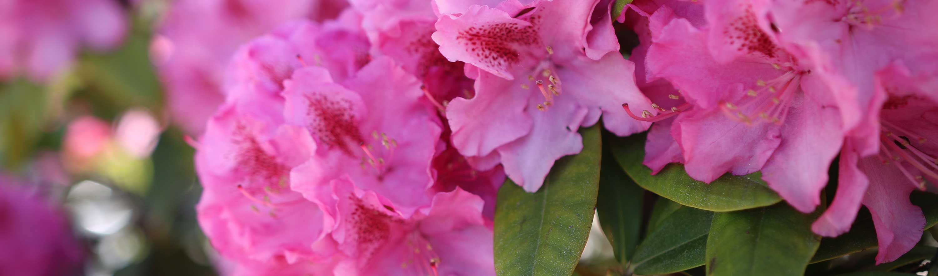 Kvalitetsjord för RHODODENDRON